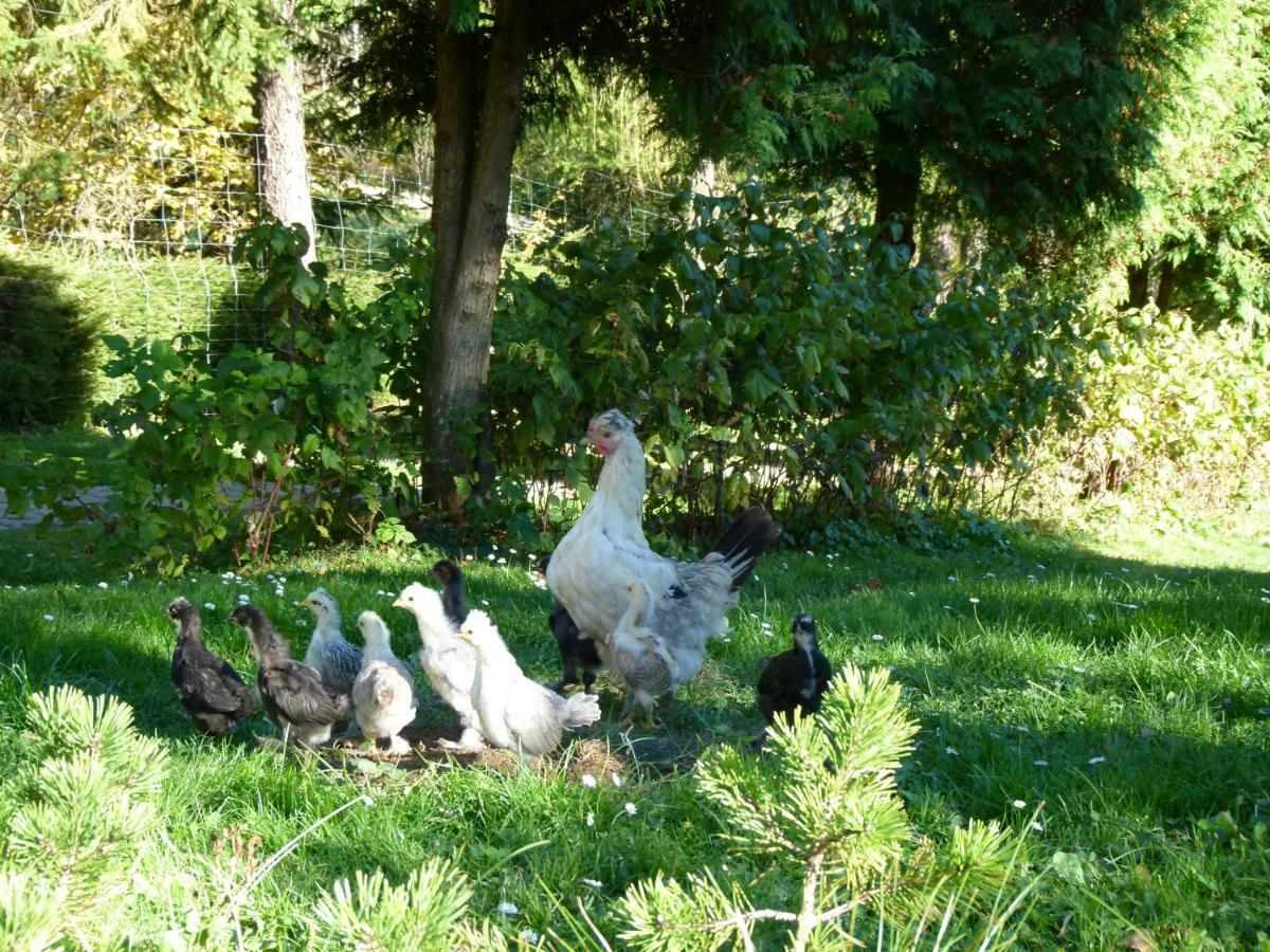 Agroturystyka U Psotki Kuzmina المظهر الخارجي الصورة